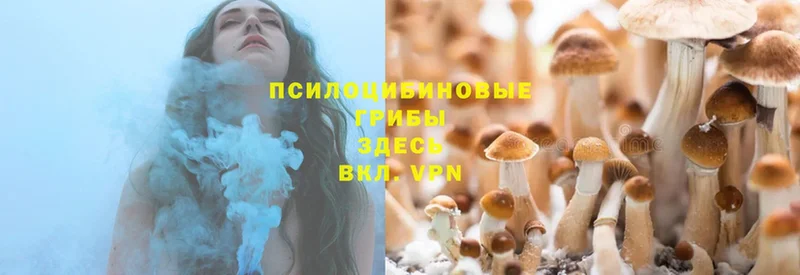 Галлюциногенные грибы Magic Shrooms  где продают   Новосиль 